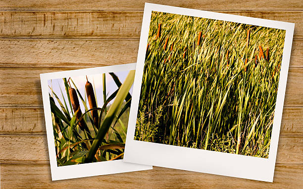 sommer cane - polaroid transfer fotos stock-fotos und bilder