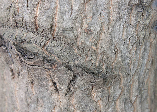istock bark of wood 504545123