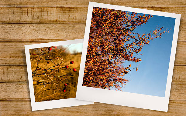 istock Autumn Landscape and rosehips 504545243