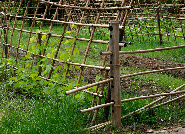 istock Old bamboo fence with green plants 504545791