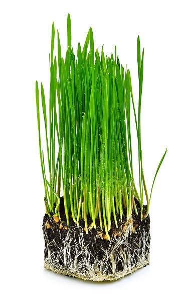 グリーンウィイート草、根 - ground green wheatgrass isolated ストックフォトと画像