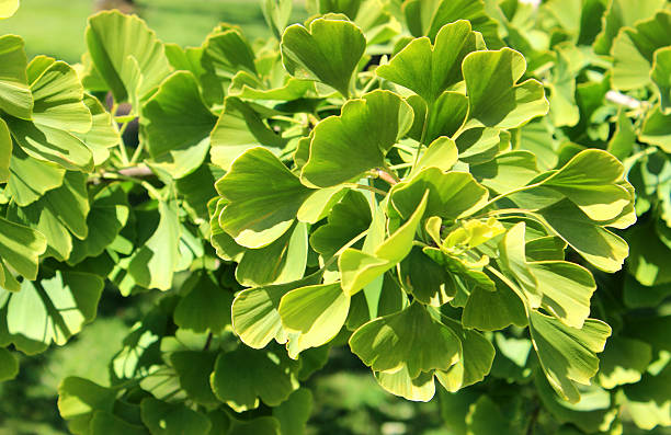 en forme de cœur au ginkgo biloba vert feuilles d'arbre gingko, maidenhair feuilles - ginkgo ginkgo tree leaf nutritional supplement photos et images de collection