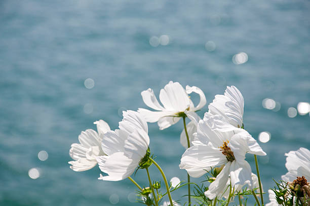 White Cosmos besides Lake Geneva on a windy, summer day