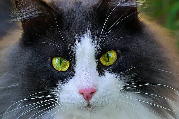 Portrait muzzle gray with white purebred Siberian cat. Close up of  two golden eyes, pink nose and whiskers sticking.