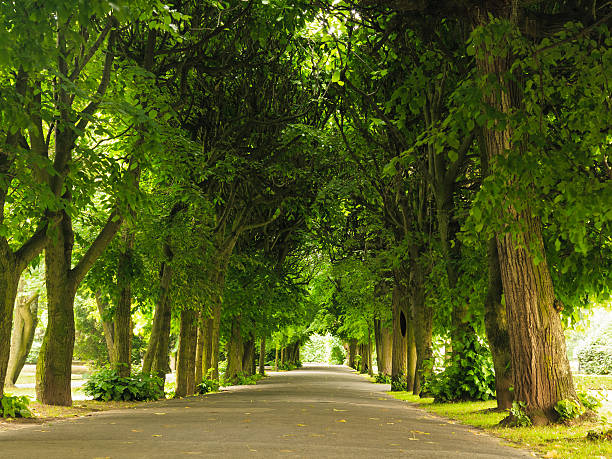 istock sidewalk walking pavement in park. nature landscape. 504562301