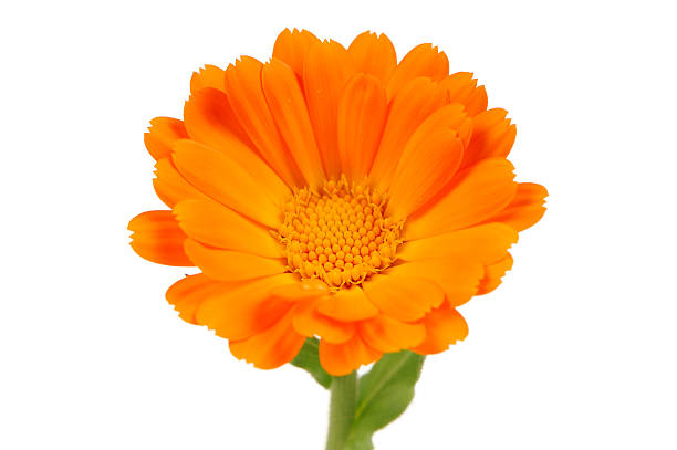 istock Calendula Officinalis (Pot Marigold) Flower on White Background 504562303