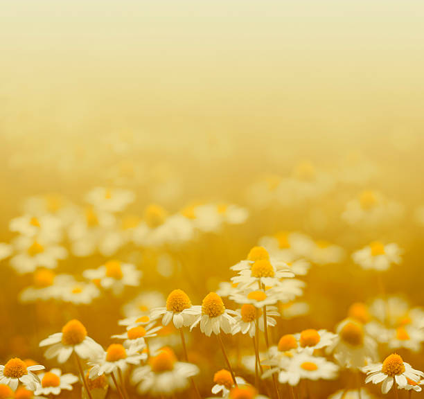 istock chamomile flowers in meadow 504563103