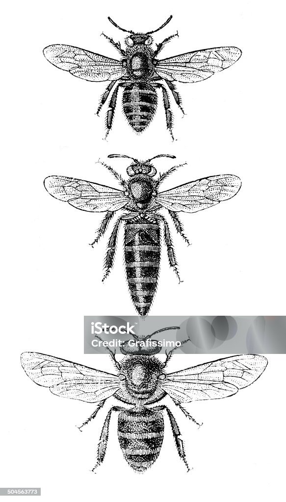 Honeybee worker bee queen and drone illustrations http://farm3.staticflickr.com/2806/11465102725_3fa0526c95_o.jpg Honey Bee stock illustration
