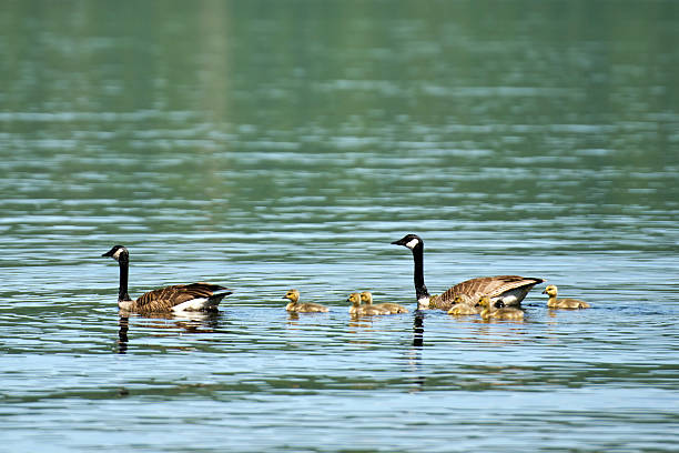 istock Canada Geese and Goslings 504564305