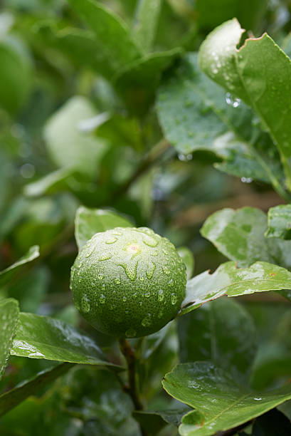 istock Limes in garden after raining 504564433