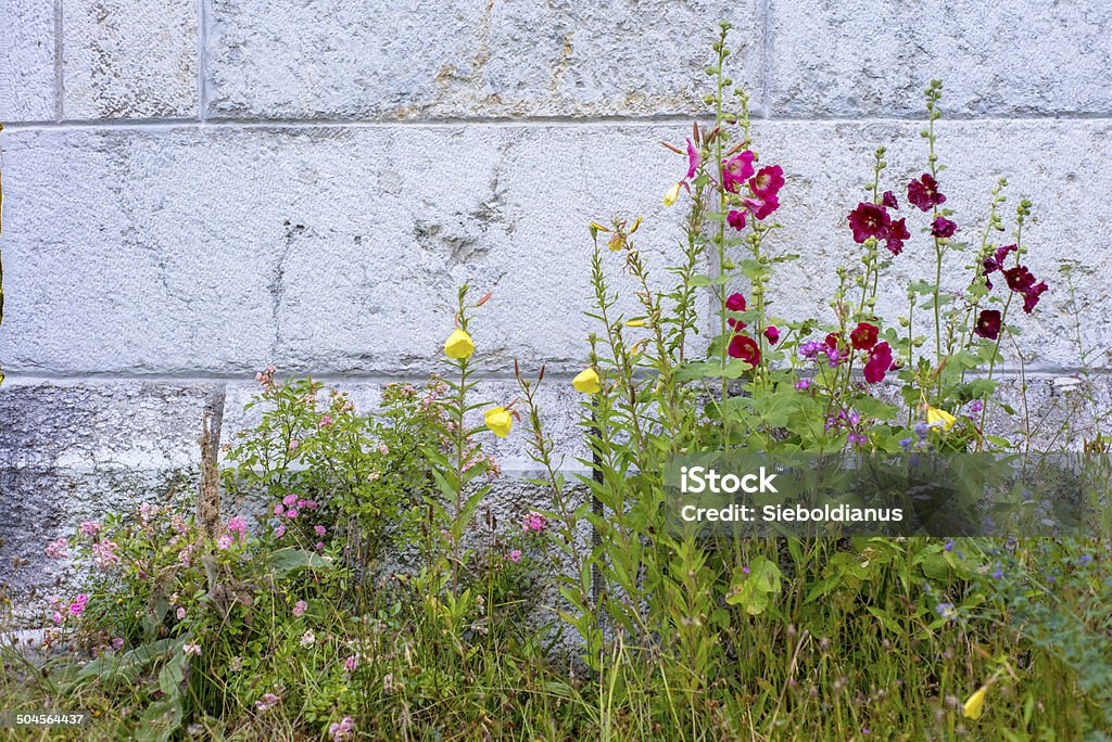Mallow (Malva) and meadow flowers in front of limestone wall. Mallow (Malva spec.) and meadow flowers in front of lime rock wall. Flower Stock Photo