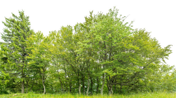 istock Edge of a native wood isolated on white with meadow. 504564441