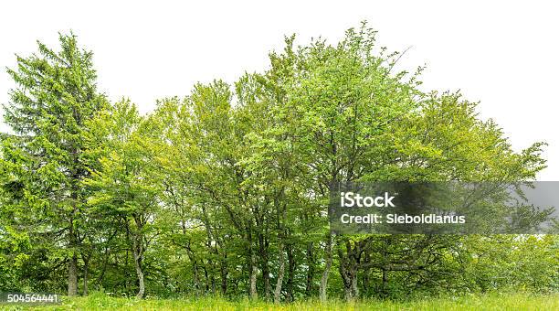 Edge Of A Native Wood Isolated On White With Meadow Stock Photo - Download Image Now