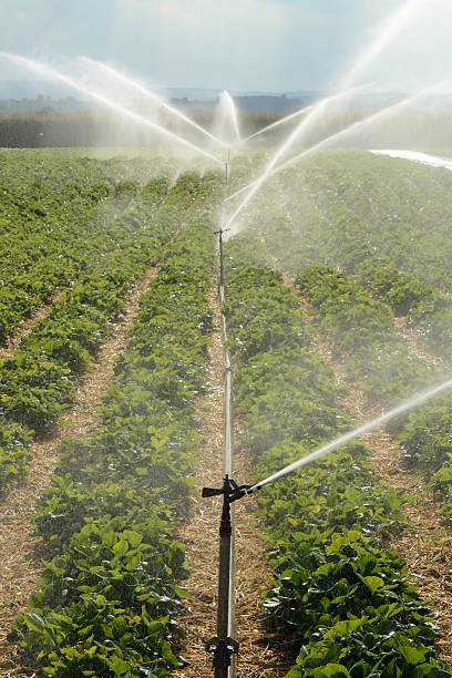 istock Strawberry crop irrigation portrait 504564945