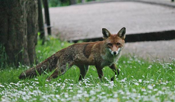 istock alert wild red fox looks to camera 504565135