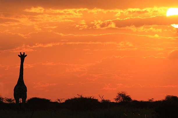 istock Giraffe Sunset - African Wildlife Background - Natural Beauty 504565241
