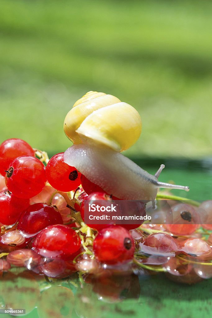Snail crawling on a red currant berries in water Animal Stock Photo