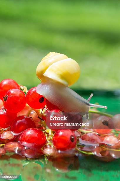 Snail Crawling On A Red Currant Berries In Water Stock Photo - Download Image Now - Animal, Animal Antenna, Animal Markings