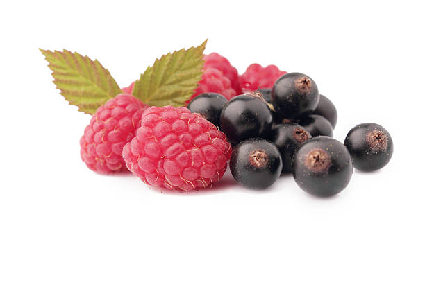 istock sweet berries of raspberry and black currant.. 504566183