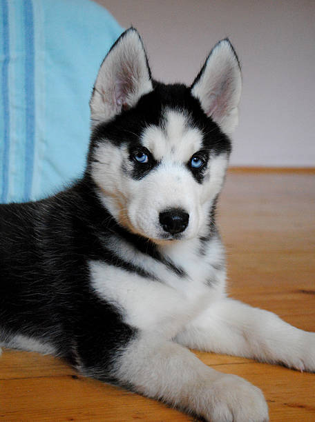 istock Siberian husky puppy posing for the camera 504566499