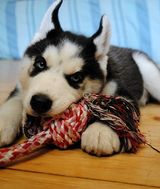 istock Siberian husky puppy playing with toy 504566503