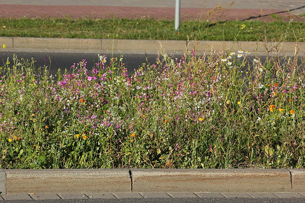 istock Variety Of Plants On Central Reserve 504567423