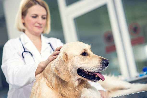 istock Veterinarian Examining a Dog 504567465