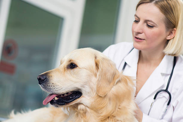 istock Veterinarian Examining a Dog 504567471