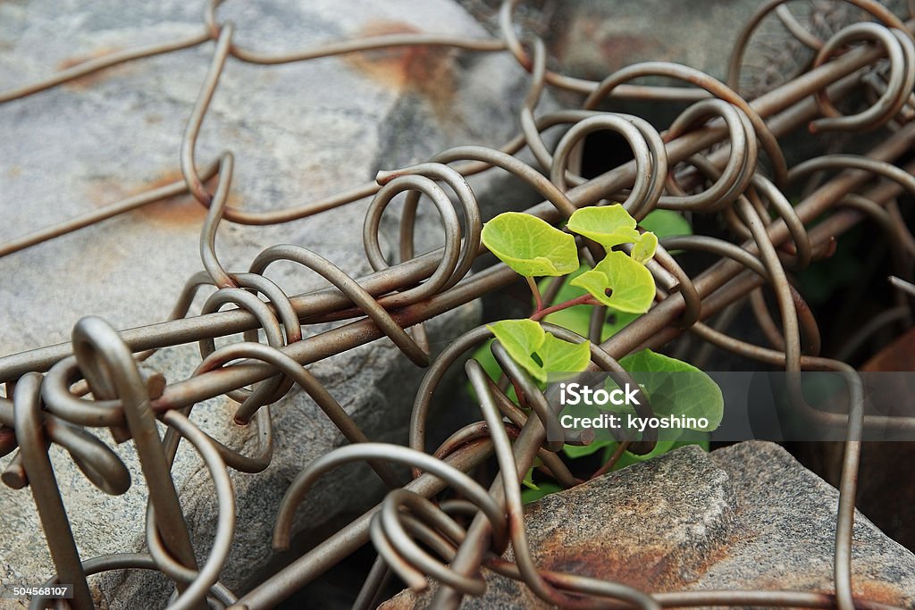 植物の成長の石の壁 - クローズアップのロイヤリティフリーストックフォト