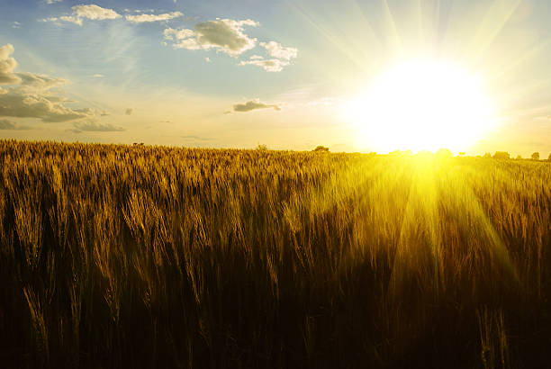 istock Golden wheat field at sunset 504568425