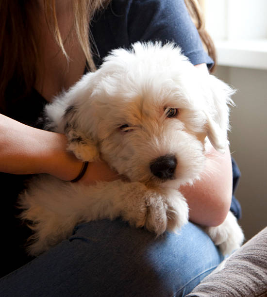 istock old english sheepdog 504568457