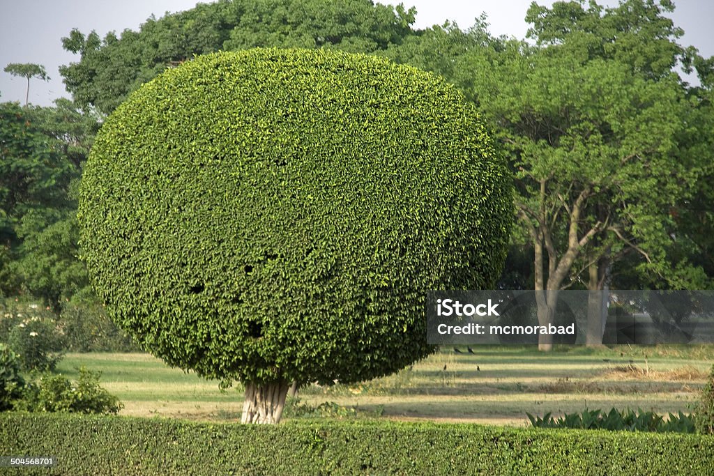 Dekorative Baum Stutzen - Lizenzfrei Baum Stock-Foto