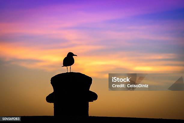 Bird At Sunset Stock Photo - Download Image Now - Animal Themes, Animal Wildlife, Animals In The Wild
