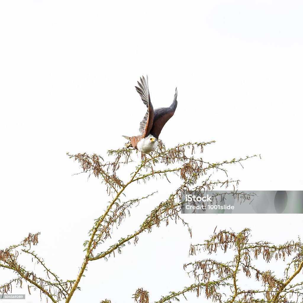 Haliaeetus Vocifer-preying - Foto de stock de Animais caçando royalty-free