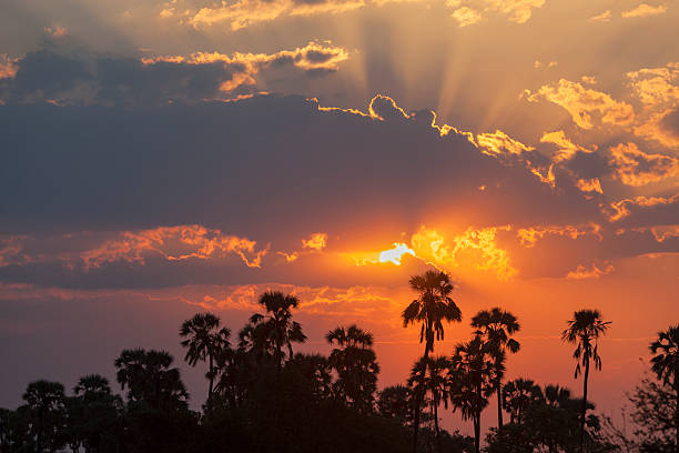 African sunset with palm trees.