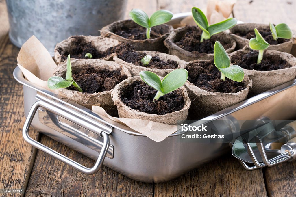 Young pumpkin sprouts Young pumpkin sprouts in the peat pots on wooden background. Seedling. Seed Stock Photo