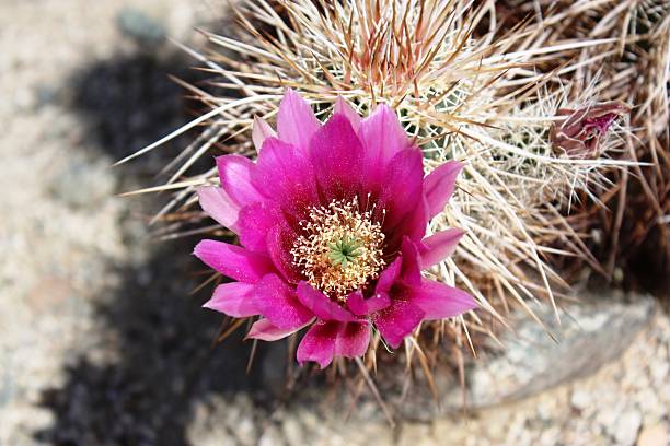 rosa flor de ouriço-cacheiro figos, joshua tree national park, califórnia - cactus hedgehog cactus flower desert imagens e fotografias de stock