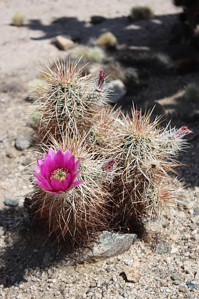 cacto hedgehog no parque nacional joshua tree, na califórnia, eua - desert cactus flower hedgehog cactus - fotografias e filmes do acervo