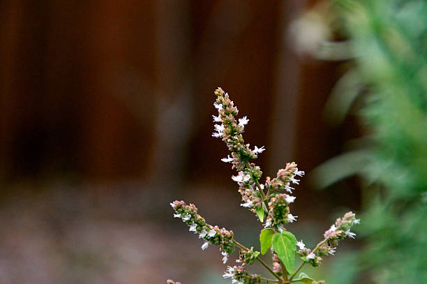 istock flower stalk of patchouly plant 504576136