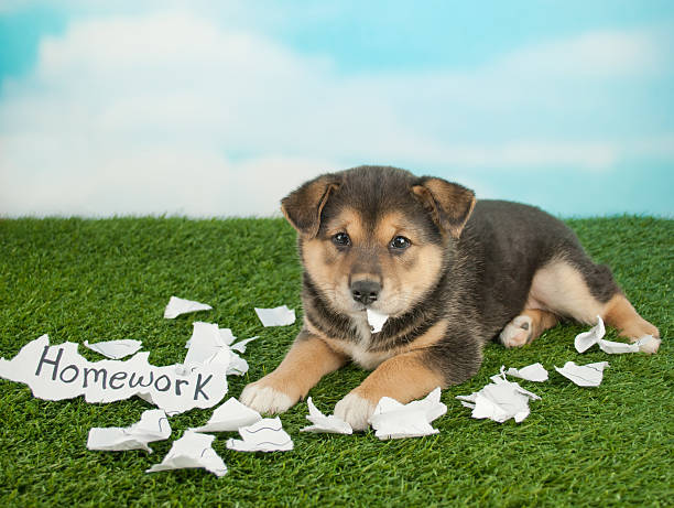 The Dog Ate My Homework Funny little Shiba Inu puppy that looks like she just shred someones homework and is eating it. dog ate my homework stock pictures, royalty-free photos & images