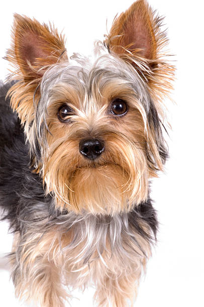istock Adorable Yorkshire Terrier Puppy White Background 504577164