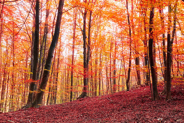 istock Santa Fe de Montseny - Barcelona - Spain 504578422
