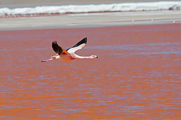 Flying flamingo stock photo