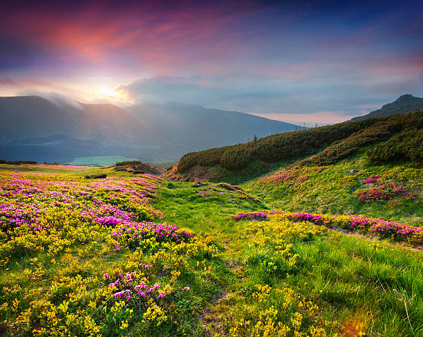 istock Natural summer scene in Carpathian mountains 504579012