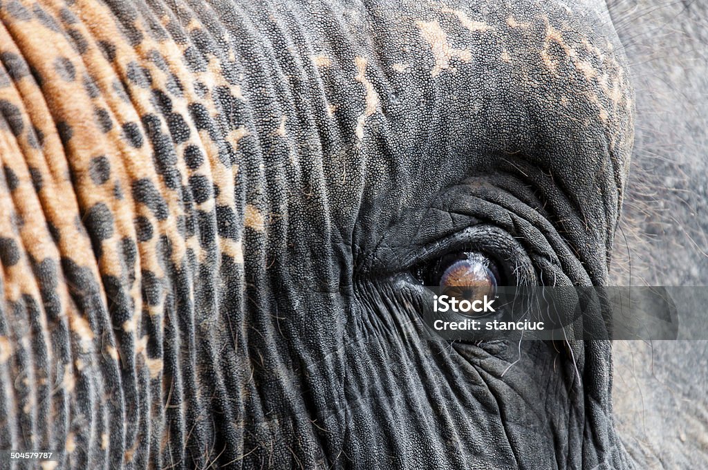 Close-up Tiro de Elefante asiático Olho - Royalty-free Alimentar Foto de stock