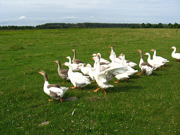 Flight of white house geese on the meadow