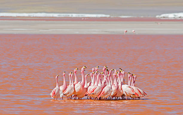 tanz-flamingo - laguna colorada stock-fotos und bilder