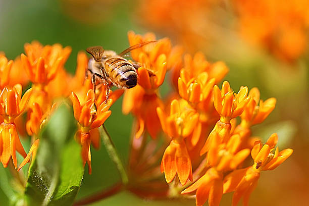 butterfly weed z pszczoła - filiment zdjęcia i obrazy z banku zdjęć