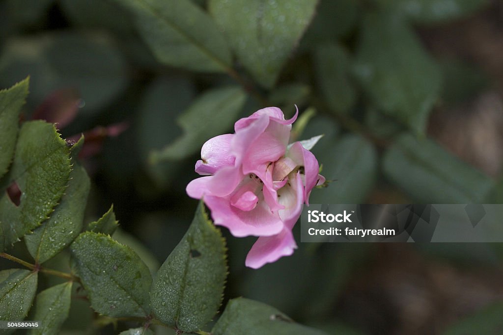 Rosas cor-de-rosa - Foto de stock de 2000-2009 royalty-free