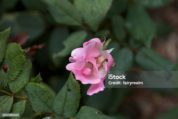 Foto de Rosas Corderosa e mais fotos de stock de 2000-2009 - 2000-2009, Cena Não-urbana, Data da Fotografia